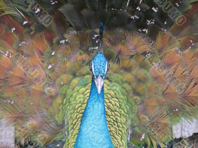 Peacock posing