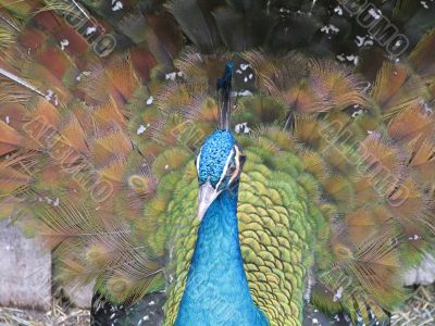 Peacock posing
