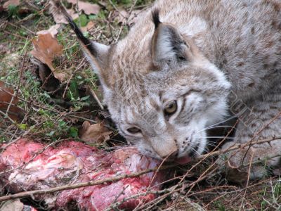 Lynx eating