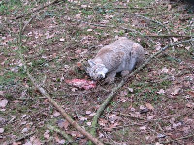 Lynx eating
