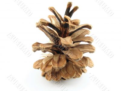 Fir cone