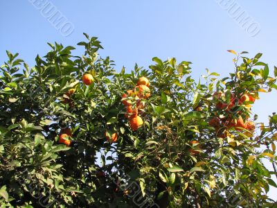 Orange tree