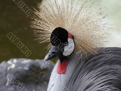 Bird with beautiful blumage