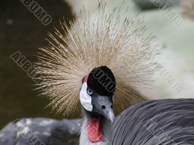 Bird with beautiful blumage