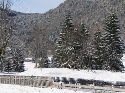 Snowy trees