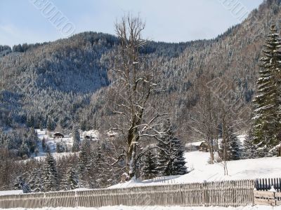 Snowy trees