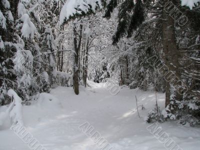 Beautiful winter landscape with trees