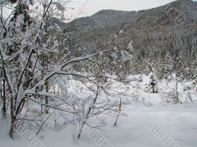 Beautiful winter landscape with trees