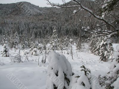 Beautiful winter landscape with trees