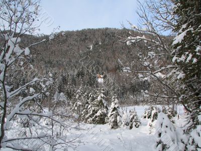 Beautiful winter landscape with trees