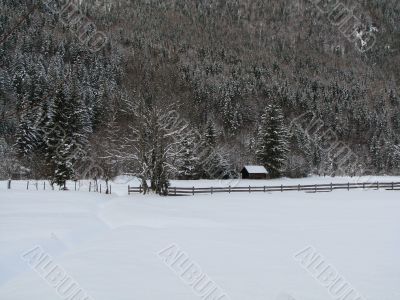 Snowy trees