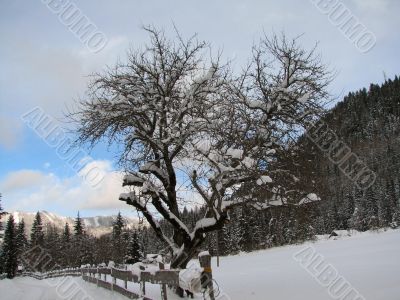 A beautiful winter scene