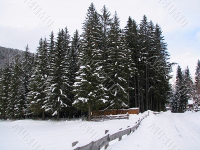 A beautiful winter scene
