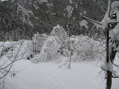 Beautiful winter landscape with trees