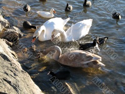 Swans and ducks
