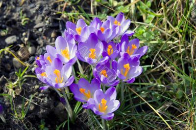 Spring flowers