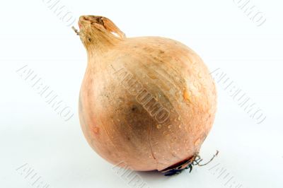 Yellow Onion