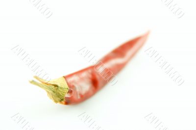 Red chili pepper