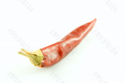 Red chili pepper