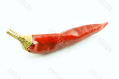Red chili pepper