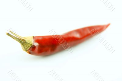 Red chili pepper