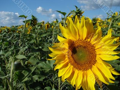 Yellow sunflowers blossoming flowers
