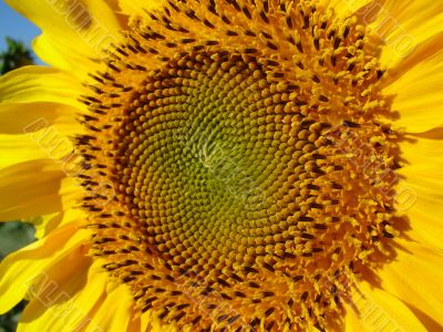 Yellow sunflowers blossoming flowers