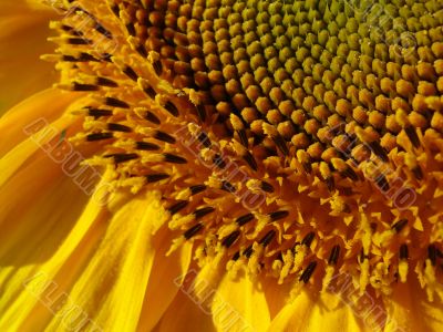 Yellow sunflowers blossoming flowers