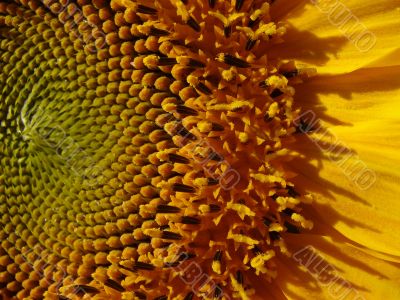 Yellow sunflowers blossoming flowers
