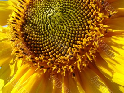 Yellow sunflowers blossoming flowers