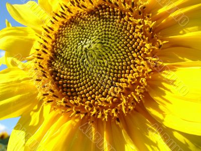 Yellow sunflowers blossoming flowers