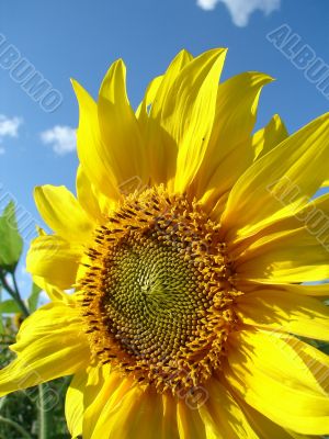 Yellow sunflowers blossoming flowers