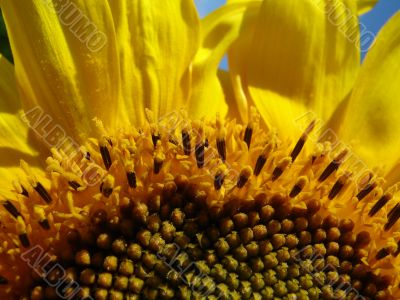 Yellow sunflowers blossoming flowers