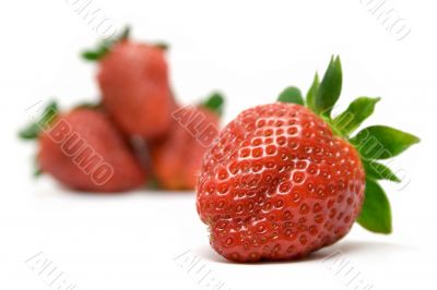 Focused Strawberry