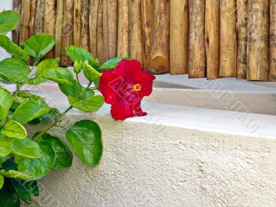 Landscape design