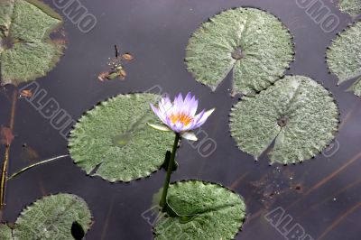 Flower on lily pond