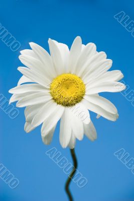 Camomile on a background of the sky