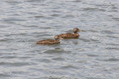 Female Mallards Swimming