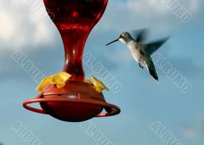Hovering in front of Nectar Feeder