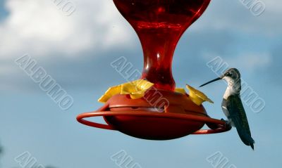 Female Hummingbird Resting at Nectar  Feeder