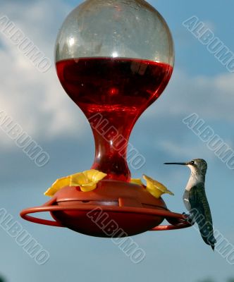 Female Hummingbird standing at Nectar  Feeder