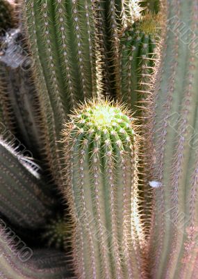 Looking down at a clump of tall cacti