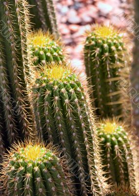 A group of tall cactus in sunlight from just above