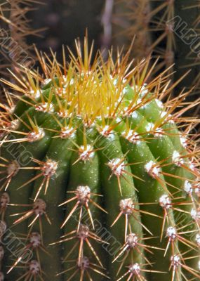 Sunlit close-up of Cactus top