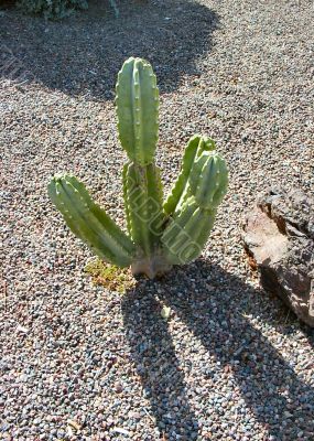  Cactus in a gravelled yard