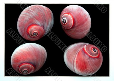 Red Sea Shells