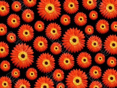 daisy flower background