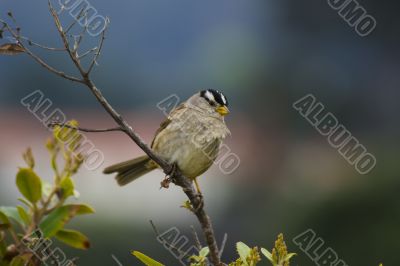 Sparrow closeup