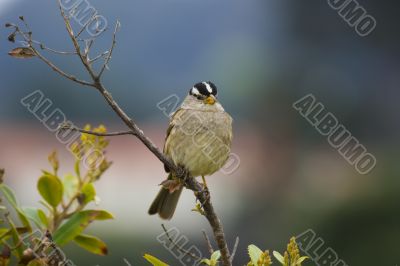 Sparrow closeup