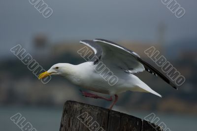 Seagull in front of Alcatraz